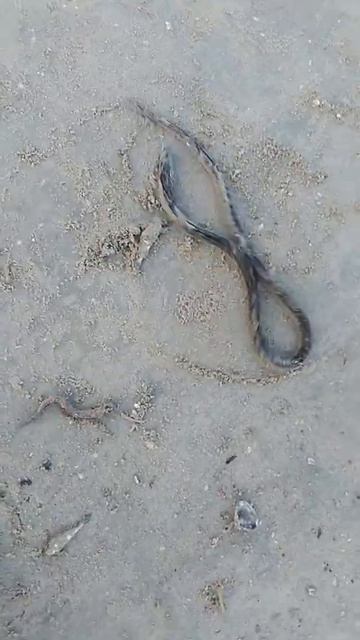 Sea snake смотреть онлайн