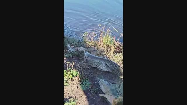 Вылов щуки. Пруд маленький а щуки много смотреть онлайн