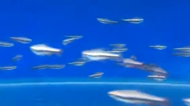 Nanostomus beckfordi смотреть онлайн