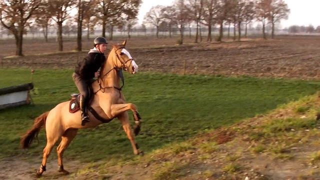 Lot 39: FiftyFifty, 2010 Gelding, Azteca VDL x Zeno смотреть онлайн