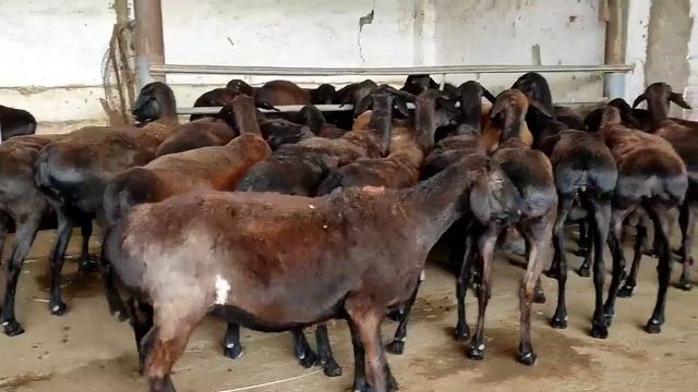 ГИССАРСКИЕ ОВЦЫ УЗБЕКИСТАНА / ХИСОРИ КОЙЛАР, СОВЛИКЛАР смотреть онлайн