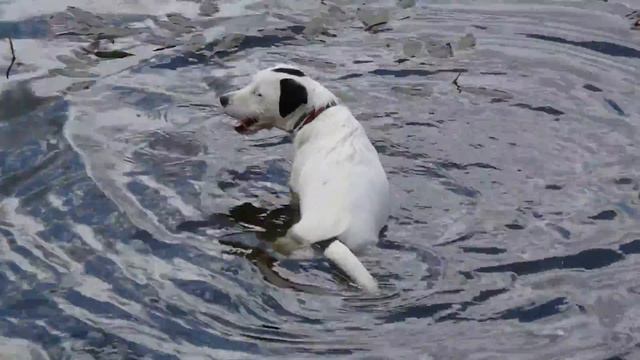 Собака в восторге от воды смотреть онлайн