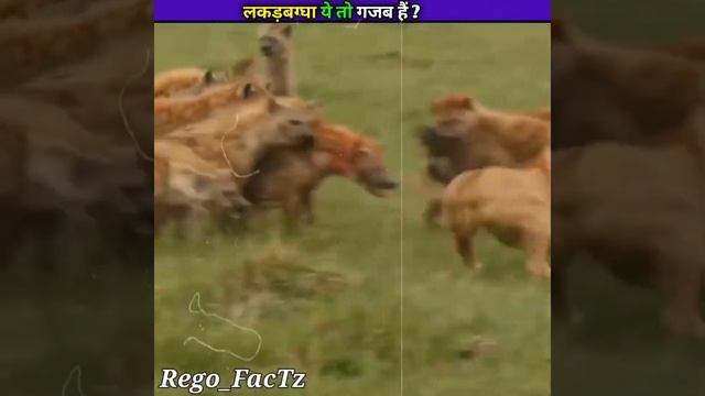 लकड़बग्घा , शेर का बड़ा दुश्मन / #youtubeshorts #shorts смотреть онлайн