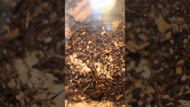 Leptogenys colony reacting to foreign queen смотреть онлайн