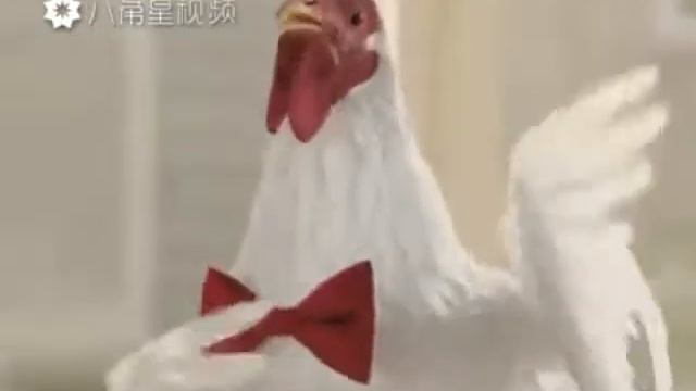 Курици паут смотреть онлайн