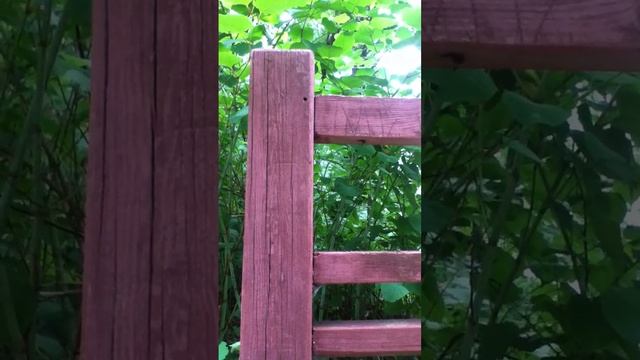 Stinging invaders: Asian resin bee смотреть онлайн