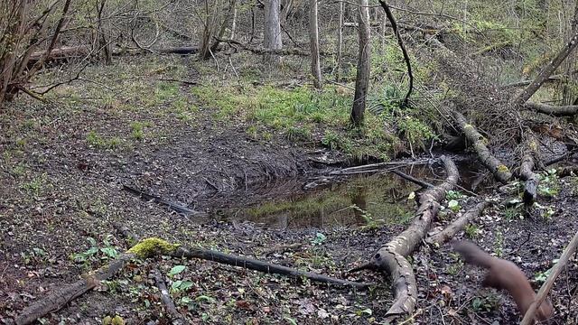 Un chevreuil "licorne" AU CŒUR DE LA FORÊT !! смотреть онлайн
