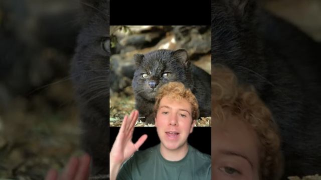 Meet the America’s cutest cat #wildlife #nature #bigcat #smallcat #wildanimals #cute #cuteanimals смотреть онлайн