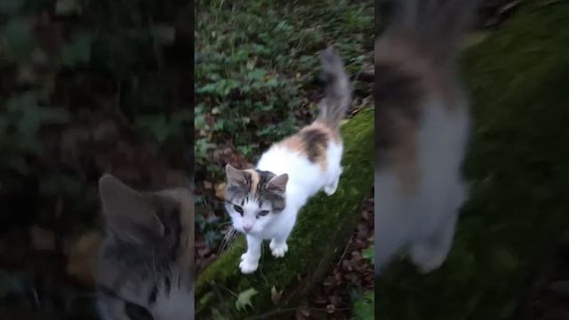 Брошенная на произвол судьбы. смотреть онлайн