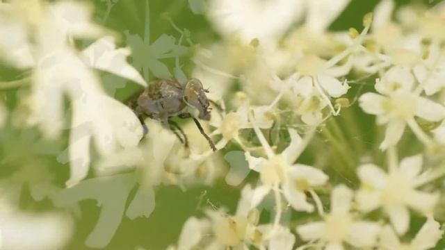 Prachtvlieg Platystoma seminationis, nectar drinkend op berenklauw смотреть онлайн