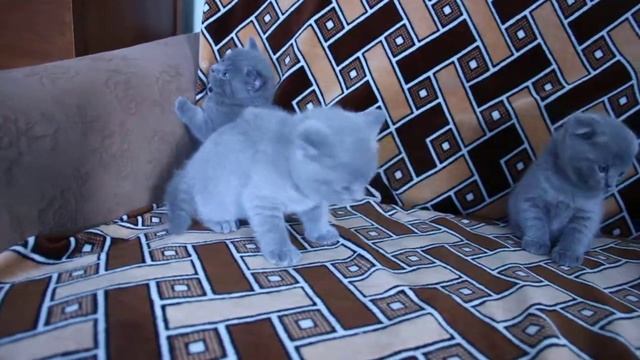 шотландские котята. смотреть онлайн