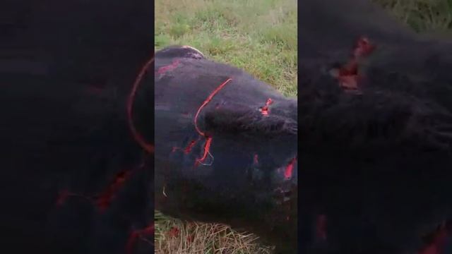 Что творят медведи смотреть онлайн
