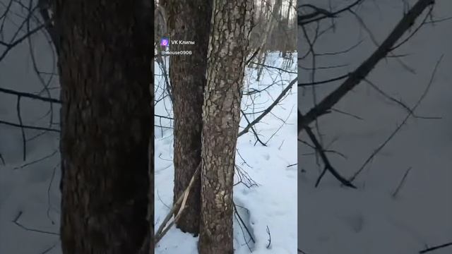 Поиск Рогов оленя 2024 смотреть онлайн