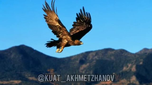 Буркит туралы ащы шындык! смотреть онлайн