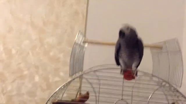 жако танцует смотреть онлайн