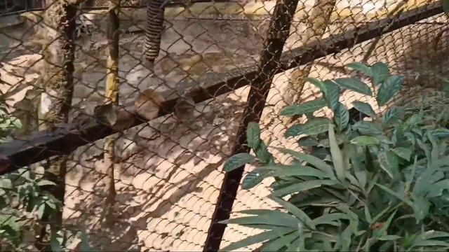 Darjeeling Zoo Red Panda | Snow Leopard | Animals | Tiger | Museum @BunnysRide02 #darjeeling смотреть онлайн