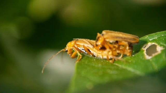 セボシジョウカイ Athemus　vitellinus のペア смотреть онлайн