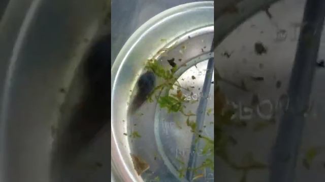Ranitomeya fantastica Monte Cristo Tadpoles! смотреть онлайн