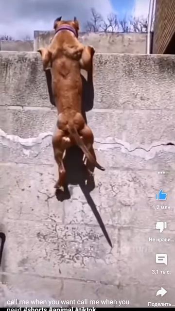 Маленькие и большие животные смотреть онлайн