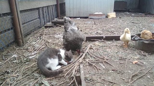 ПТИЧИЙ ДВОРИК. смотреть онлайн