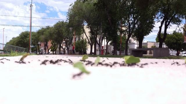 Hormigas flayeras смотреть онлайн