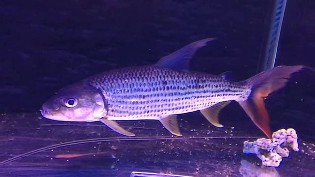 African Tanzanian Tigerfish pt. 2 смотреть онлайн