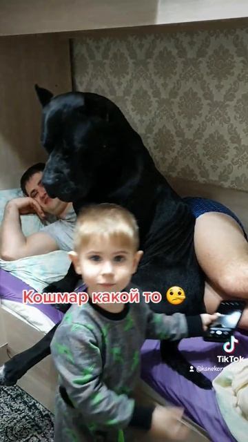 Кане корс Цезарь смотреть онлайн