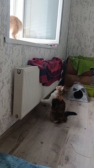 КОШКА ХОЧЕТ НА НЕГО НАПАСТЬ !!!!! #cat #kitten #funny #animals #catlover смотреть онлайн