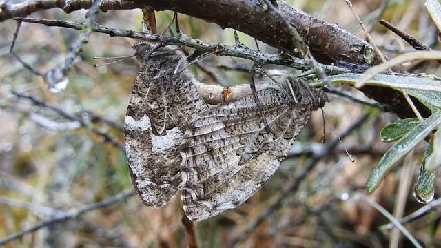 Heivlinder - Hipparchia semele - Grayling Butterfly (Copula) смотреть онлайн
