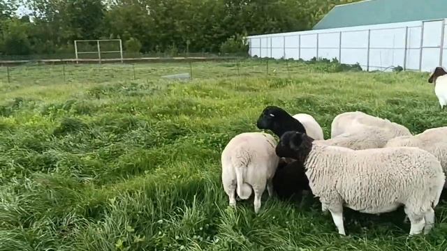 ДОРПЕР. Зачем покупать чистопородного дорпера, если овцы других пород, либо без породные. смотреть онлайн