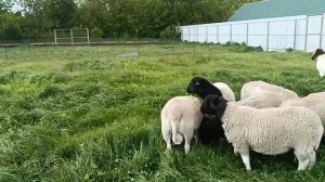 ДОРПЕР. Зачем покупать чистопородного дорпера, если овцы других пород, либо без породные.