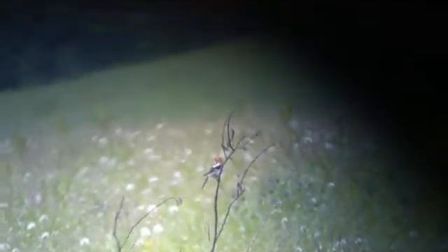 Birding Slovakia - Lanius senator - Strakoš červenohlavý смотреть онлайн