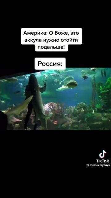 АКУЛЫ В РОССИИ смотреть онлайн