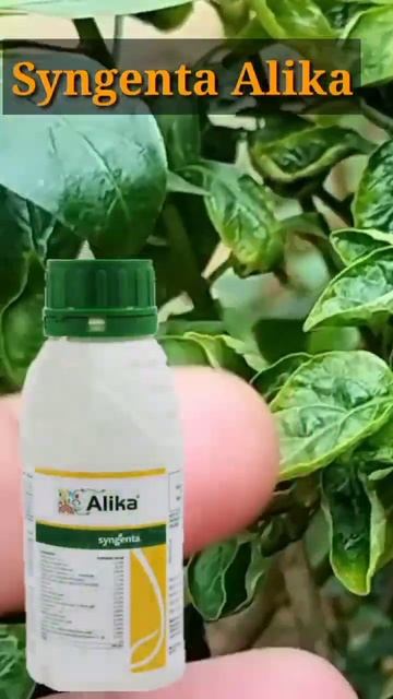 Thrips || Mirch Ke liye Best Thrips Control Insecticide||#Short || смотреть онлайн