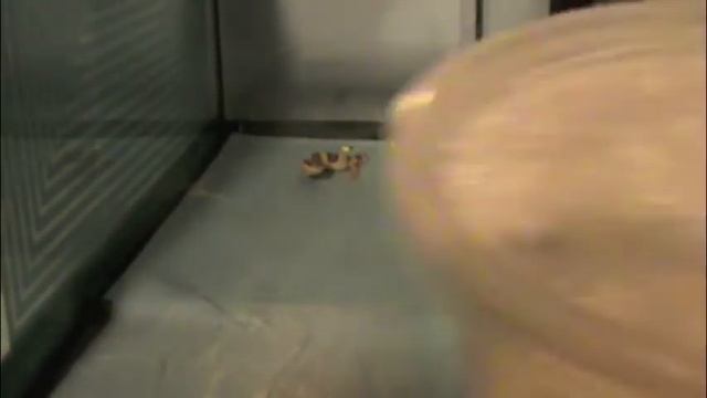 Feeding my 3 legged gecko #92 смотреть онлайн