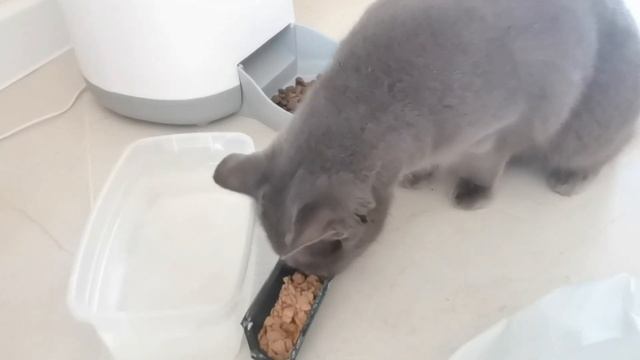 Кошка кушает под аристокрастическую музыку смотреть онлайн