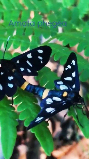 Amata phegea #shorts смотреть онлайн