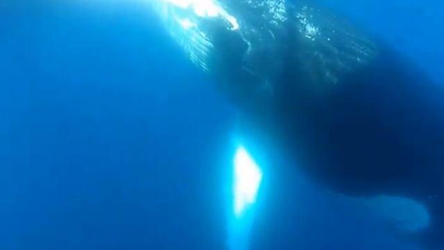 Humpback Whales In Antarctica February 2013