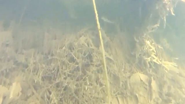 Копия видео "окуни под корягой" смотреть онлайн