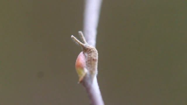 der große Schillerfalter, apatura iris Teil1 Raupen im Winter смотреть онлайн