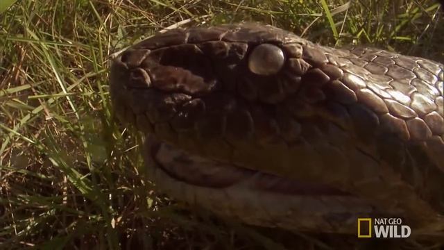 the longest boa that I have ever seen. смотреть онлайн