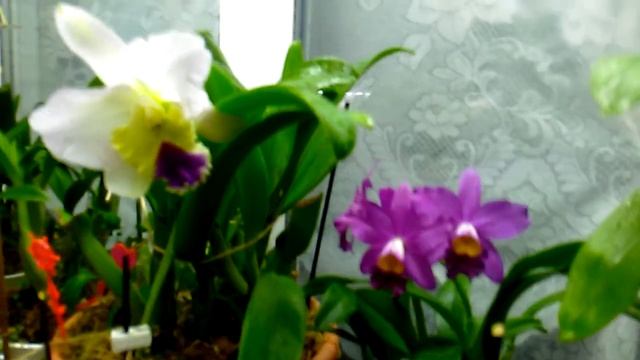 Каттлея обманщица смотреть онлайн