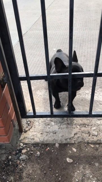 июль 2021 #французскийбульдог #bulldog #puppy #собака #домашниеживотные смотреть онлайн