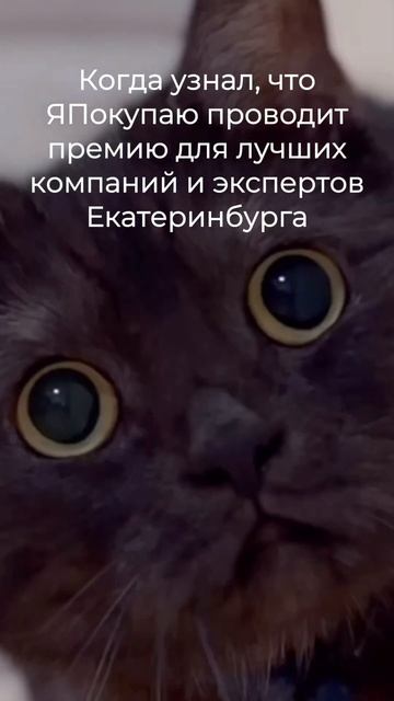 Мы говорим о премии Shopping года 2023 🔥 #екб #екатеринбург #юмор #премия #кот смотреть онлайн