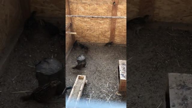 Фазаний питомник Тибет смотреть онлайн