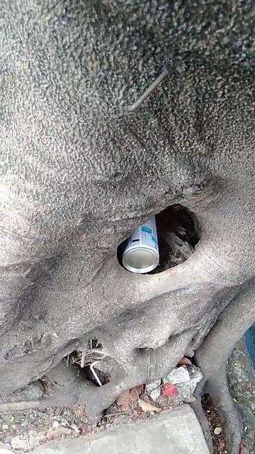 Apakah botol susu dalam kantong kanguru ini ada isinya ? смотреть онлайн