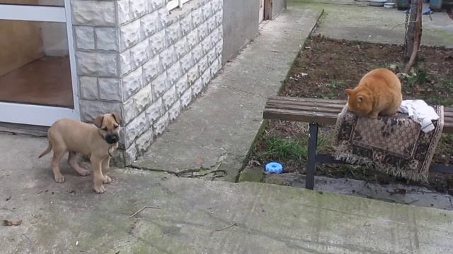 Новый песик. Кот Рыжий не одобряет смотреть онлайн