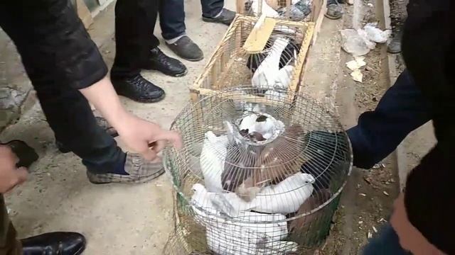 КАБУТАР БОЗОР/Голубиный рынок Узбекистана.