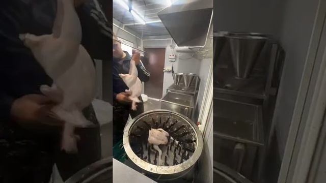 Как проходит забой Бройлеров смотреть онлайн