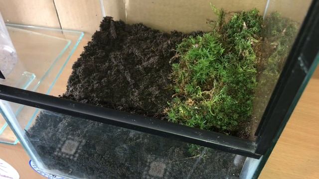 Bio-Active Enclosure For My Poecilotheria Metallica Adult Female смотреть онлайн